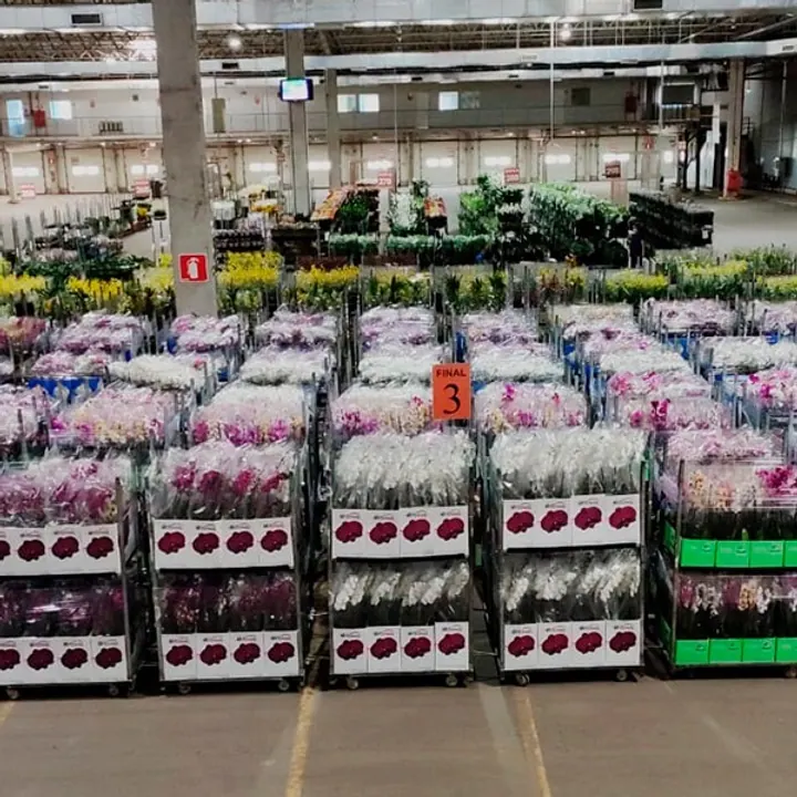 Flores de corte organizadas no Veiling Holambra para floriculturas