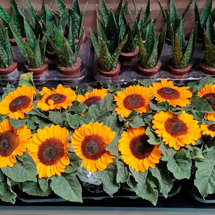Flores de vaso para reposição e campanhas em supermercados