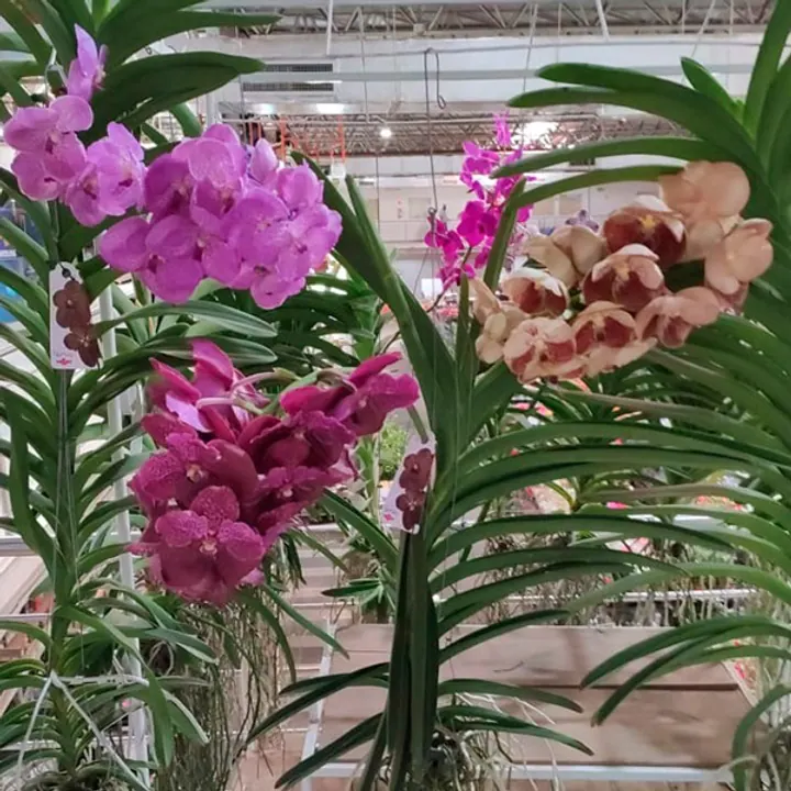 Orquídeas para floriculturas, decoradores e eventos