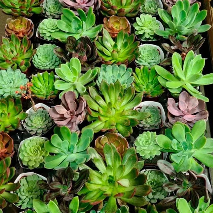 Suculentas para garden centers e revenda de plantas